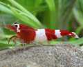 Red Wine Neocaridina Shrimp