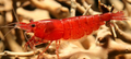 Red Cherry Shrimp