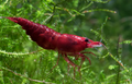 Red Bloody Mary Shrimp