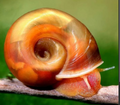 Ramshorn Snails